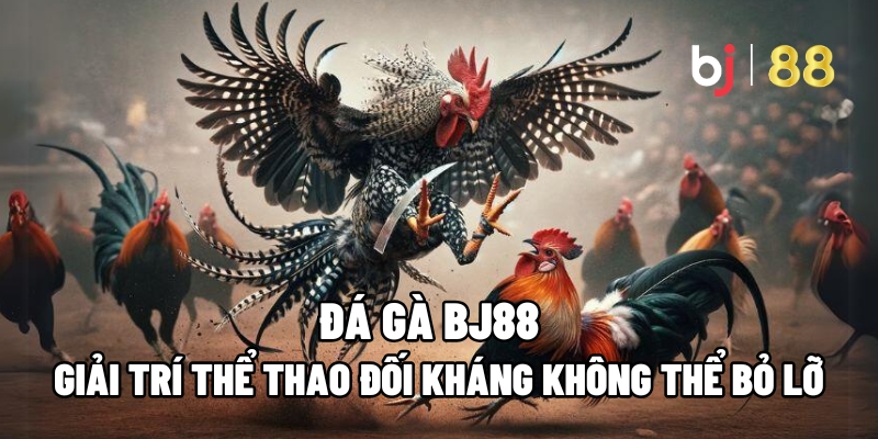 Đá Gà BJ88 – Giải Trí Thể Thao Đối Kháng Không Thể Bỏ Lỡ - Kivo168 Đá Gà BJ88 – Giải Trí Thể Thao Đối Kháng Không Thể Bỏ Lỡ - Kivo168