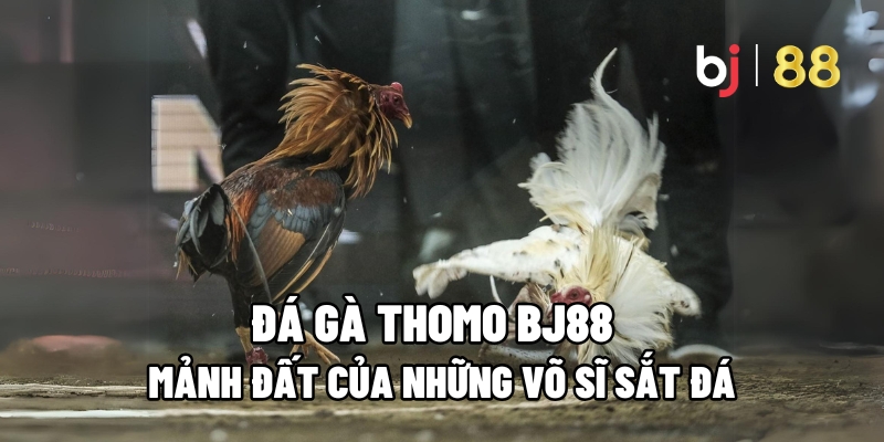 Đá Gà Thomo BJ88: Mảnh Đất Của Những Võ Sĩ Sắt Đá - Kivo168