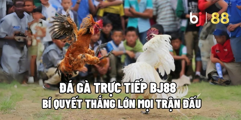 Đá Gà Trực Tiếp BJ88 : Bí Quyết Thắng Lớn Mọi Trận Đấu - Kivo168 Đá Gà Trực Tiếp BJ88 : Bí Quyết Thắng Lớn Mọi Trận Đấu - Kivo168