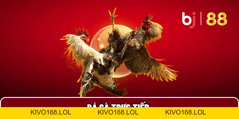BJ88 ⚜️ Trang Chủ Đá Gà Thomo, Đăng Ký Ngay BJ88.COM - Kivo168